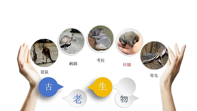 8.4澳大利亚+课件2023-2024学年人教版地理七年级下册第8页
