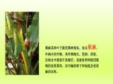 第7章我们邻近的地区和国家第二节东南亚第1课时“十字路口”的位置热带气候与农业生产课件（人教版）
