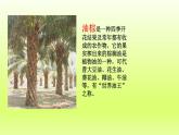 第7章我们邻近的地区和国家第二节东南亚第1课时“十字路口”的位置热带气候与农业生产课件（人教版）