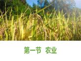 粤教版初中地理八年级上册第四章第一节-农业课件