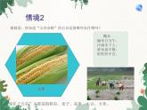 鲁教版（五四制）地理七年级上册 第四章第二节 农业课件