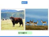 仁爱科普版地理八年级下册 6.3 西北地区和青藏地区 课件