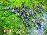 仁爱版地理七年级下册 7.4 撒哈拉以南的非洲 第1课时 课件
