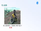 8.3  撒哈拉以南非洲 课件-----2023-2024学年地理人教版七年级下册
