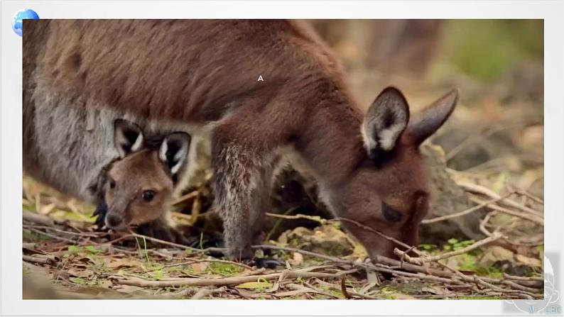 8.4 澳大利亚 第1课时 课件----2023-2024学年地理人教版七年级下册第1页