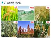 湘教版八年级地理上册课件 4.1.1 农业的含义及发展 主要粮食作物的分布