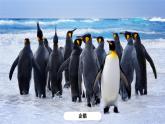 湘教版初中地理7下第七章 第五节 《北极地区和南极地区》教学课件（第2课时）