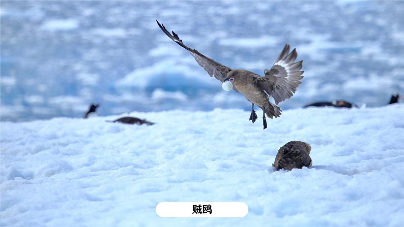 湘教版初中地理7下第七章 第五节 《北极地区和南极地区》教学课件（第2课时）05