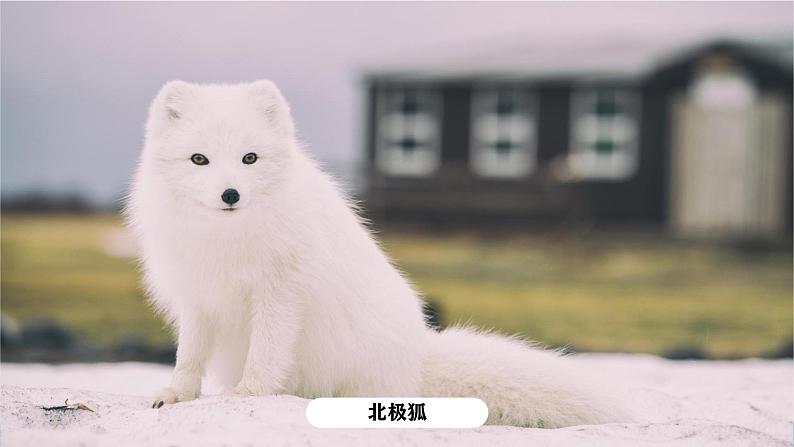 湘教版初中地理7下第七章 第五节 《北极地区和南极地区》教学课件（第2课时）08