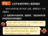 跨学科主题学习 探索外来食料作物传播史  课件2024~2025学年人教版七年级地理上册