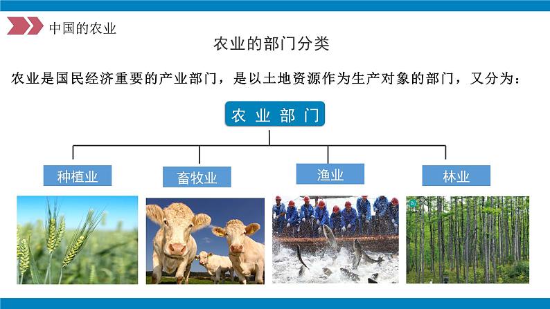 人教版初中地理八年级上册 4.2.1 农业（课件+教案+练习+导学案）06