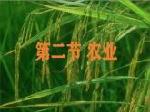 初中地理人教版八年级上册第二节 农业 课件