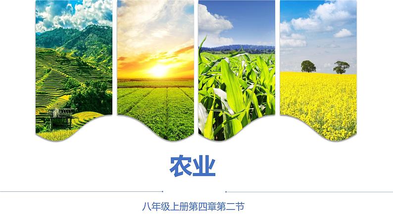 第四章第二节 农业课件---2024-2025学年初中地理人教版八年级上册第1页