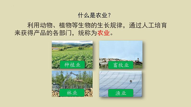 4.2农业第一课时课件-----2024-2025学年地理人教版八年级上册第2页