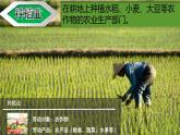 4.2.1农业（第1课时）农业及其重要性、我国农业的地区分布课件-----2024-2025学年地理人教版八年级上册