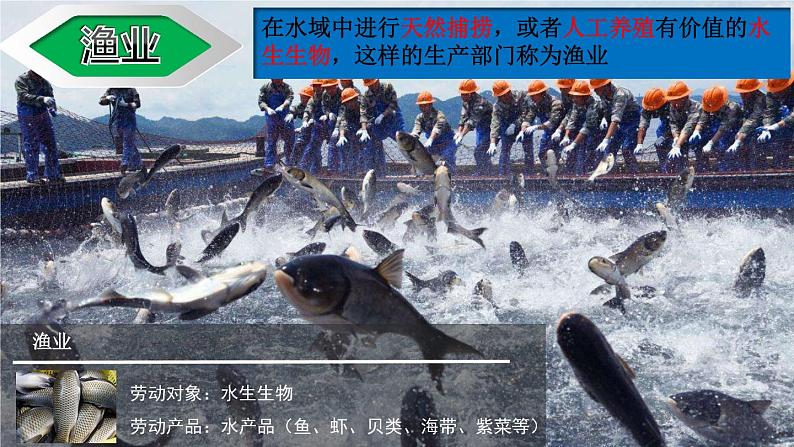 4.2.1农业（第1课时）农业及其重要性、我国农业的地区分布课件-----2024-2025学年地理人教版八年级上册第7页