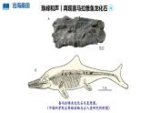 初中  地理  人教版（2024）  七年级上册(2024)  第三章 第三节 海陆的变迁 课件