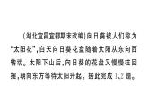 初中地理新湘教版七年级上册期末专项三 地球的运动作业课件2024秋