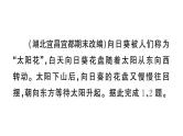 初中地理新湘教版七年级上册期末专项三 地球的运动作业课件2024秋