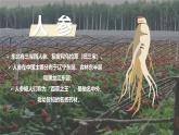 湘教版初中地理八年級(jí)下冊(cè)6.3東北的產(chǎn)業(yè)的分布 課件