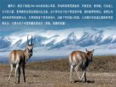 人教版初中地理8年級下冊 9.2高原濕地——三江源地區(qū) 教學(xué)課件+教學(xué)設(shè)計