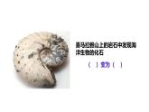 3.3 解说海陆变迁课件-2024-2025学年晋教版初中地理七年级上册