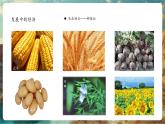 【大單元核心素養(yǎng)】湘教版地理七下9.3俄羅斯第2課時(shí) 課件+分課時(shí)教學(xué)設(shè)計(jì)+作業(yè)