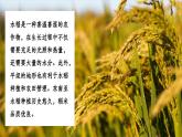 【湘教新版】7下第八章 第一節(jié) 《東南亞》教學(xué)課件（第2課時(shí)）