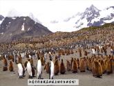 8.5 北極地區(qū)和南極地區(qū)（課件）2025學年七年級地理下冊（湘教版2024）課件