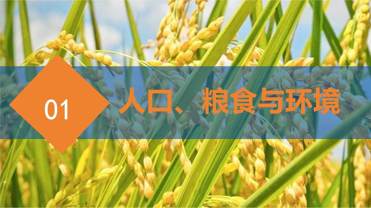 2024—2025学年下学期七年级地理下册人教版9.3 第三节 撒哈拉以南非洲（课时2）PPT第5页