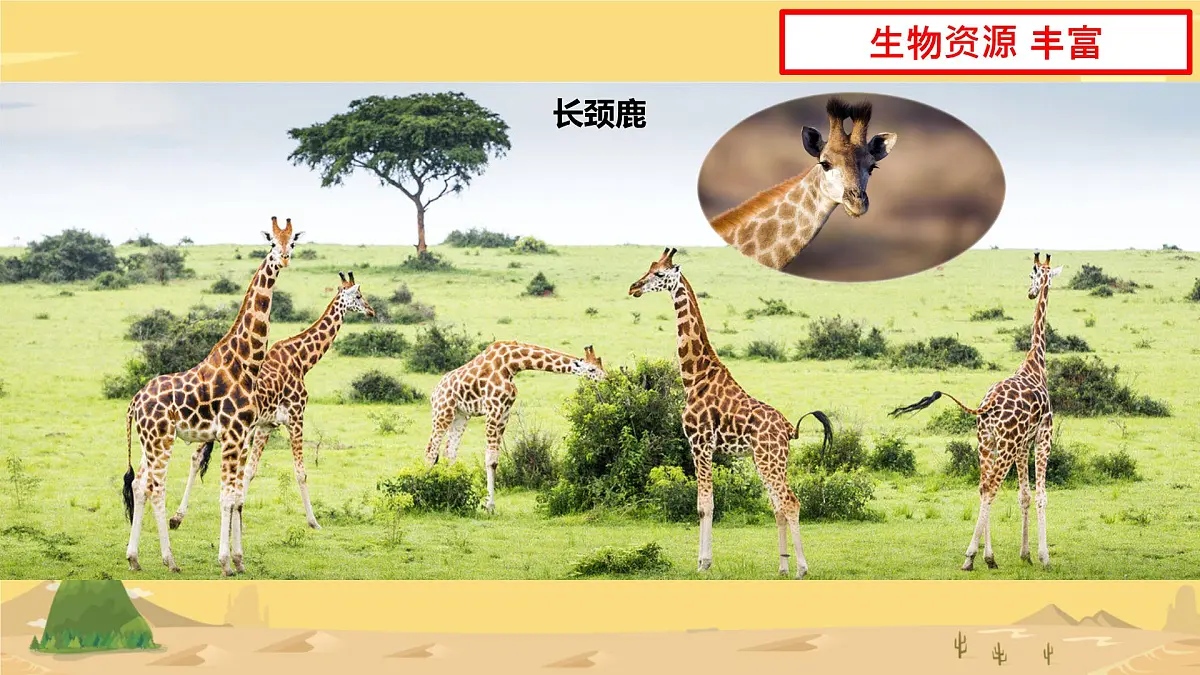 初中 地理 人教版（2024） 七年级下册(2024) 第九章第三节 撒哈拉以南非洲 课件第6页