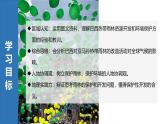 10.2.2巴西【課件+教學(xué)設(shè)計(jì)】（第2課時(shí)——雨林的開發(fā)與保護(hù)）——2025新教材人教版初一地理下冊