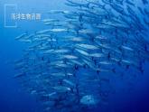 第四節(jié) 海洋資源 課件 地理中圖版（2024）七年級下冊