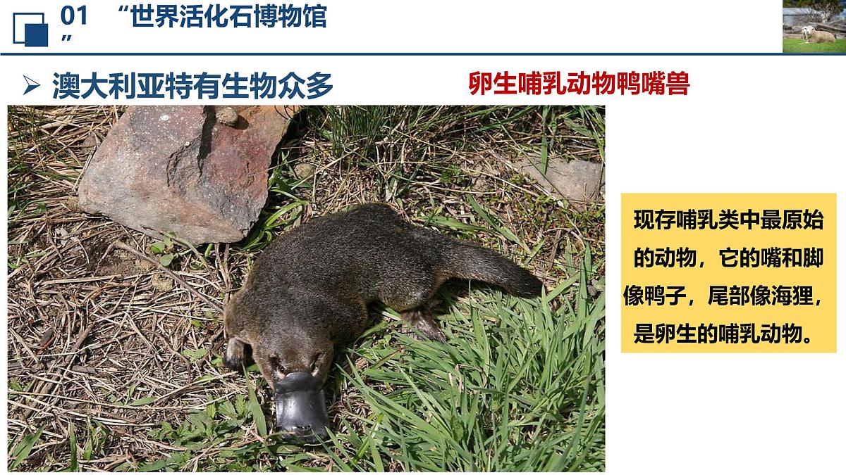 2024—2025学年下学期七年级地理下册人教版9.4 第四节 澳大利亚（课时2）PPT第7页
