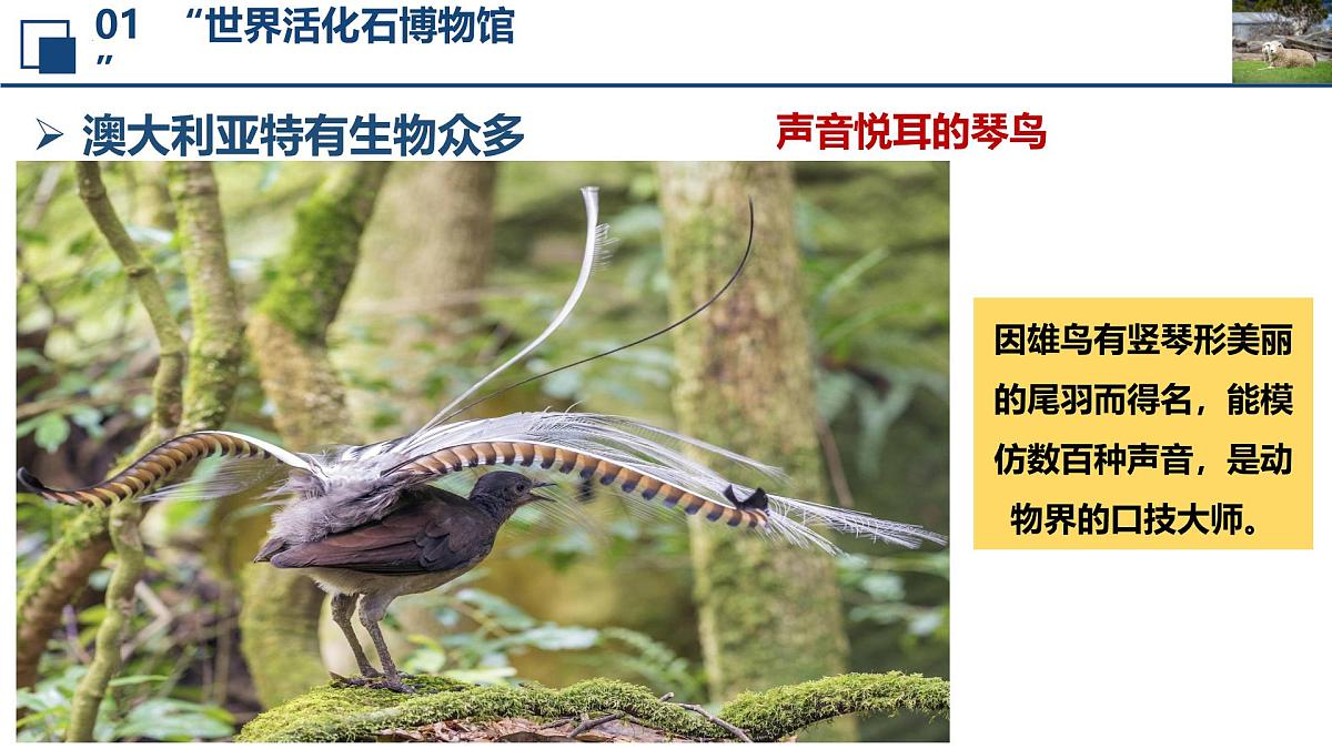 2024—2025学年下学期七年级地理下册人教版9.4 第四节 澳大利亚（课时2）PPT第8页