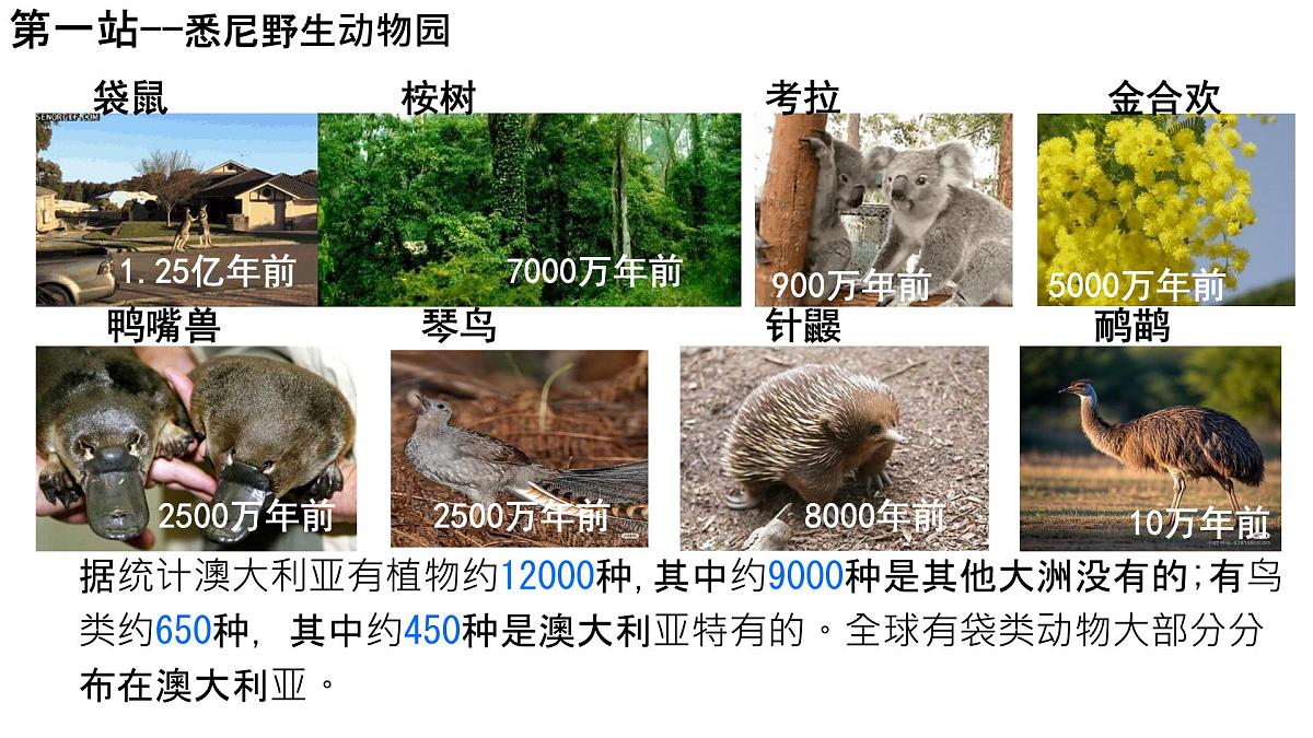初中地理湘教版（2024）七年级下册9.6 澳大利亚 课件第7页