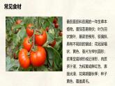 【跨學(xué)科主題學(xué)習(xí)】探索外來食料作物傳播史課件人教版（2024）七年級(jí)上冊(cè)地理