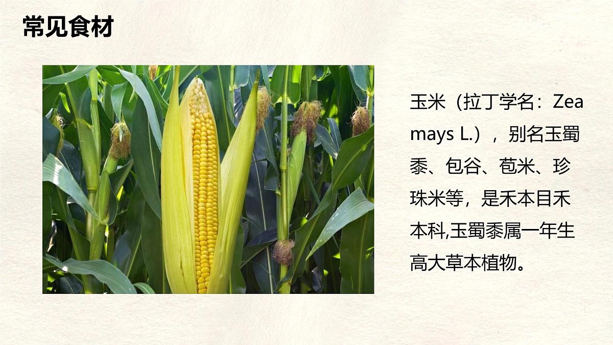 【跨学科主题学习】探索外来食料作物传播史课件人教版（2024）七年级上册地理第6页