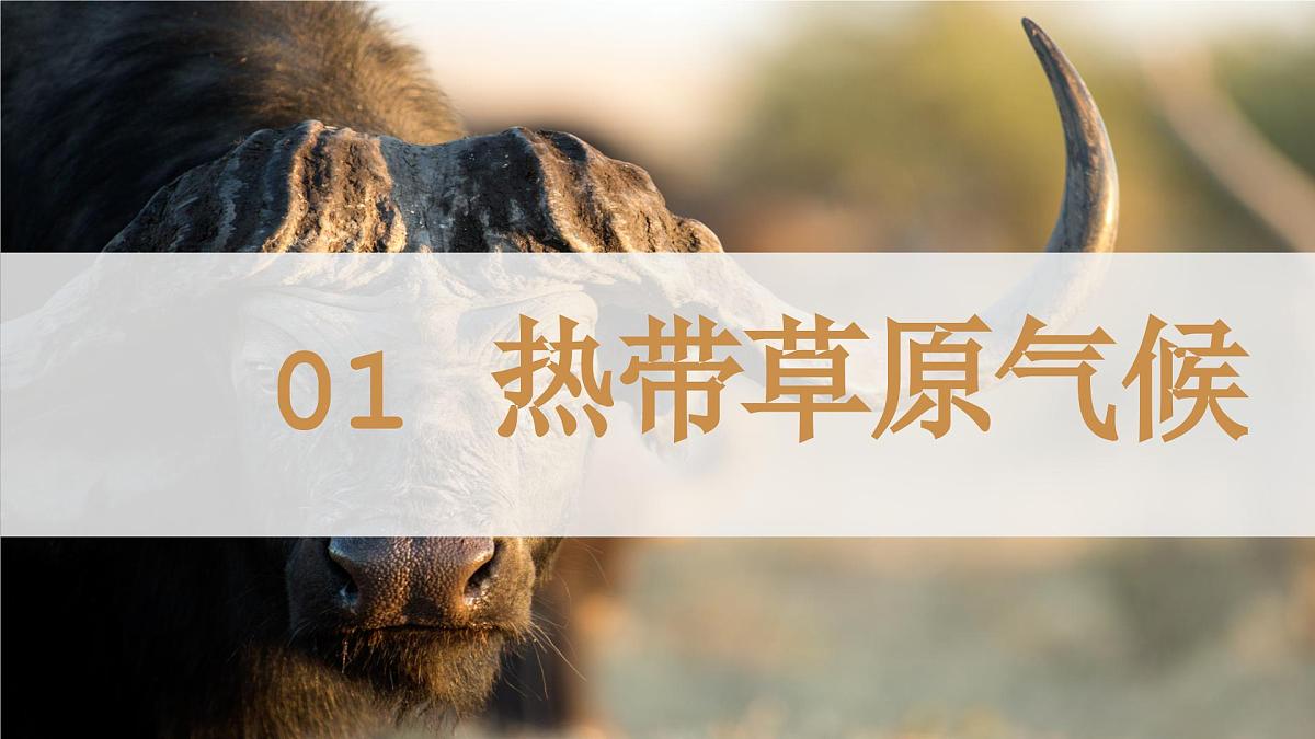 9.3 撒哈拉以南非洲 第1课时 课件 2025学年七年级地理下学期人教版（2024）第3页