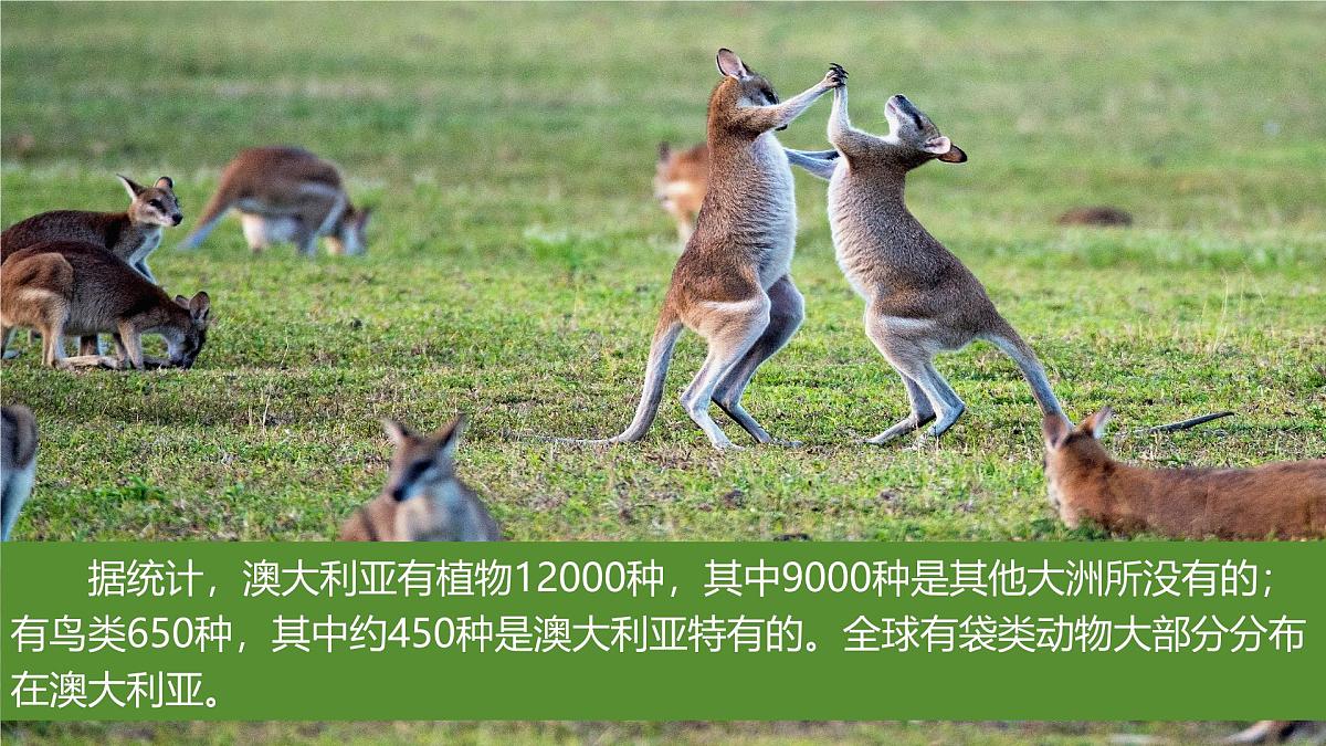 9.4 澳大利亚 第一课时 课件-2024-2025学年七年级地理下学期人教版（2024）第6页