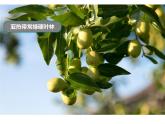 _4.2 天氣與氣候課件 2024~2025學(xué)年粵人版七年級上冊地理
