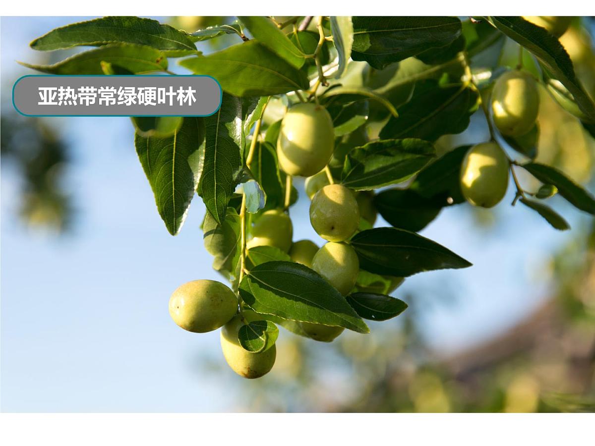 _4.2 天气与气候课件 2024~2025学年粤人版七年级上册地理第5页