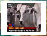 【新教材核心素養(yǎng)】商務(wù)星球版地理七年級下冊8.6.2 巴西（課時2）（課件）