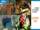 9.3 撒哈拉以南非洲（第2課時(shí)）課件 2025學(xué)年地理人教版七年級下冊