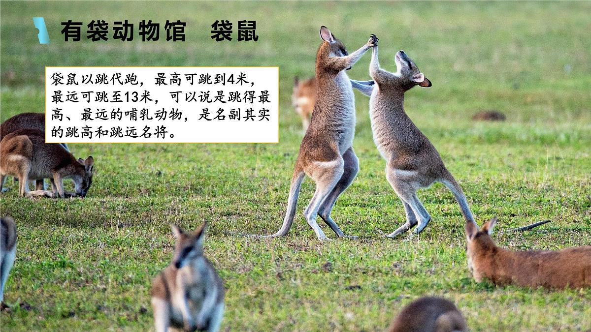 人教版七年级地理下册9.4《澳大利亚》课件第6页