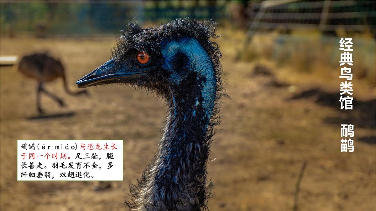 人教版七年级地理下册9.4《澳大利亚》课件第7页