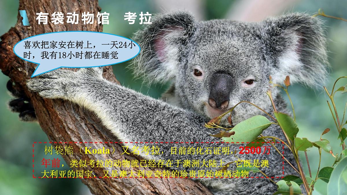 人教版七年级地理下册9.4《澳大利亚》课件第8页