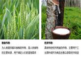 2024-2025學(xué)年晉教版地理七年級(jí)下冊(cè) 6.1體驗(yàn)熱帶風(fēng)情——東南亞第二課時(shí) 課件