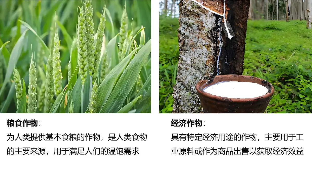 2024-2025学年晋教版地理七年级下册 6.1体验热带风情——东南亚第二课时 课件第4页