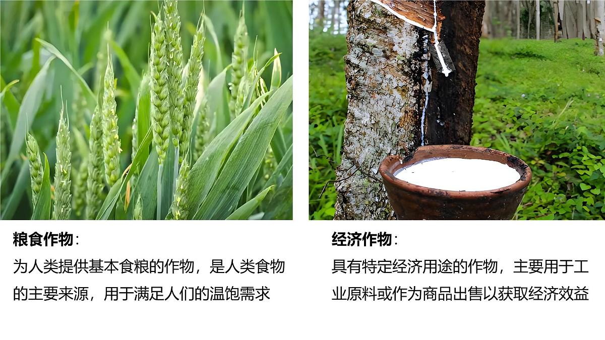 2024-2025学年晋教版地理七年级下册 6.1体验热带风情——东南亚第二课时 课件第4页